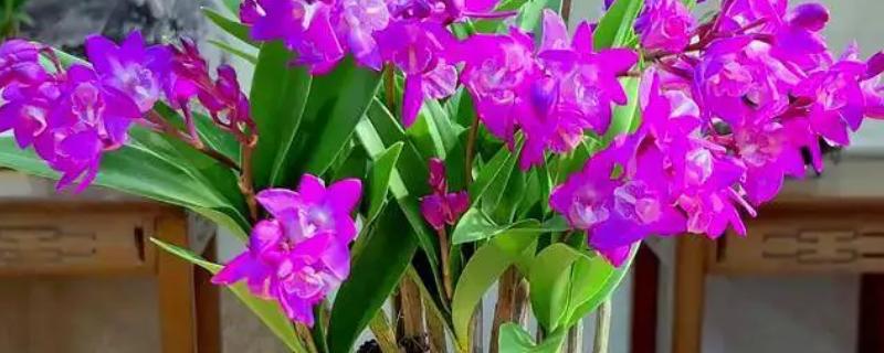 什么花的花语是暗恋男生，有石斛兰、大丽花等