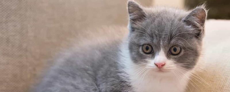 怎么判断猫咪患上了抑郁症，病猫喜欢躲在阴暗处舔毛