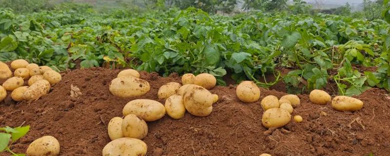 种土豆何时收获，不同地区的收获时间有区别