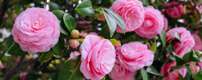 茶花的别称，也叫山茶花