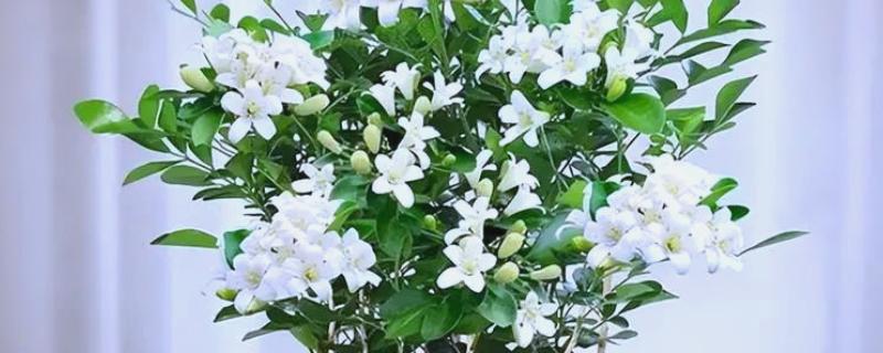 九里香苗要多久才会开花，养殖3-4年才见到花朵