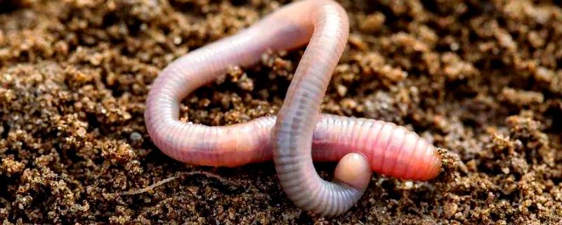 蚯蚓有什么习性，具有喜暗畏光、喜温畏寒等特点