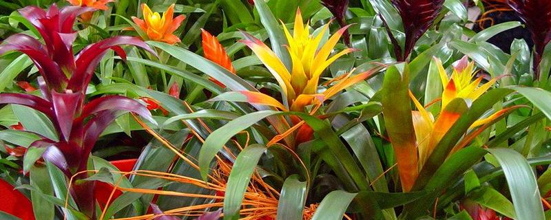 怎么养网红菠萝花，适宜生活在温暖的环境中