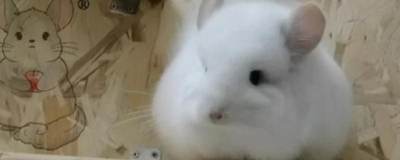 龙猫便秘有什么症状，颜色较深、形状不规整