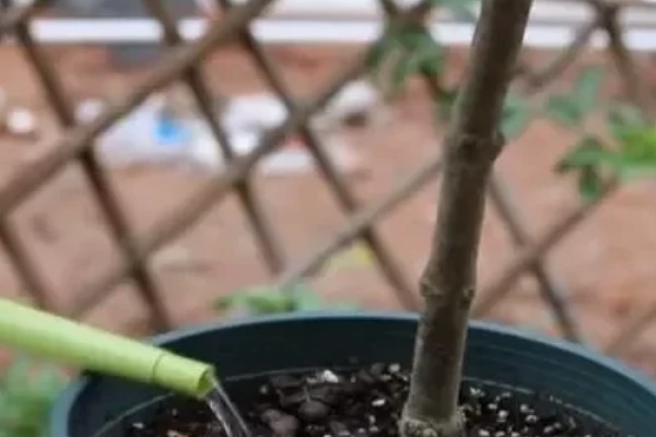 海棠为什么新叶出来就枯了，可能是浇水过少所致