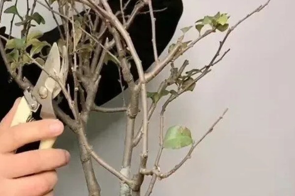 海棠为什么新叶出来就枯了，可能是浇水过少所致