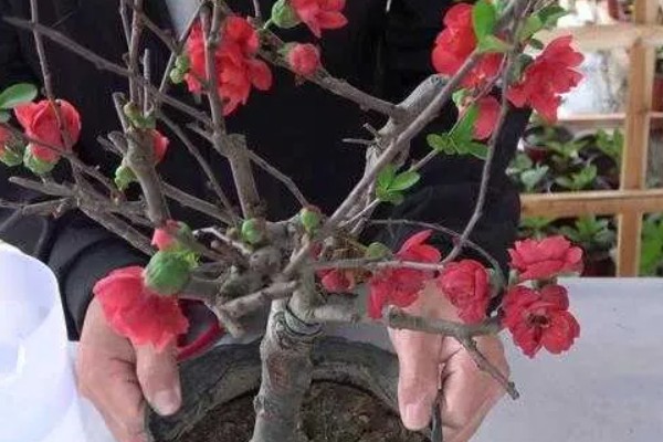 海棠为什么新叶出来就枯了，可能是浇水过少所致