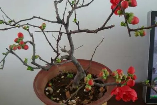 海棠为什么新叶出来就枯了，可能是浇水过少所致