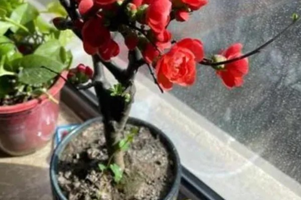 海棠为什么新叶出来就枯了，可能是浇水过少所致