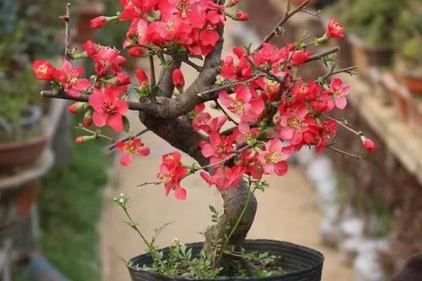 海棠为什么新叶出来就枯了，可能是浇水过少所致