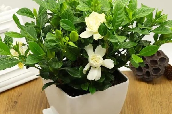 春天怎么养栀子花,每隔半个月施加一次肥料