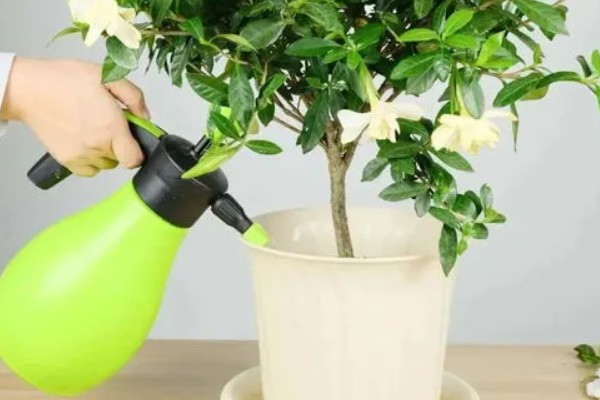 春天怎么养栀子花,每隔半个月施加一次肥料