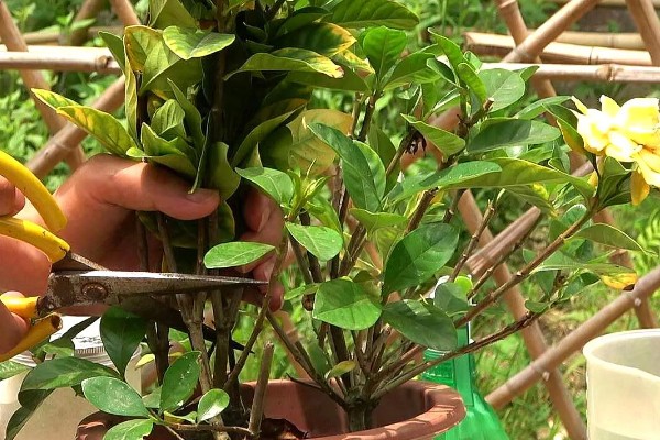 春天怎么养栀子花,每隔半个月施加一次肥料