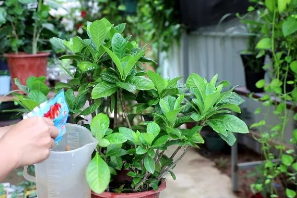 春天怎么养栀子花,每隔半个月施加一次肥料