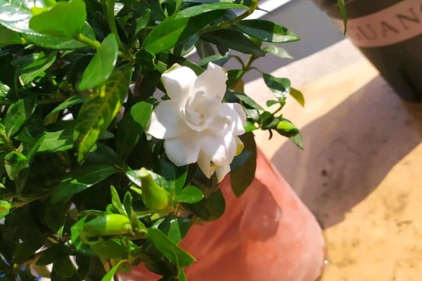 春天怎么养栀子花,每隔半个月施加一次肥料