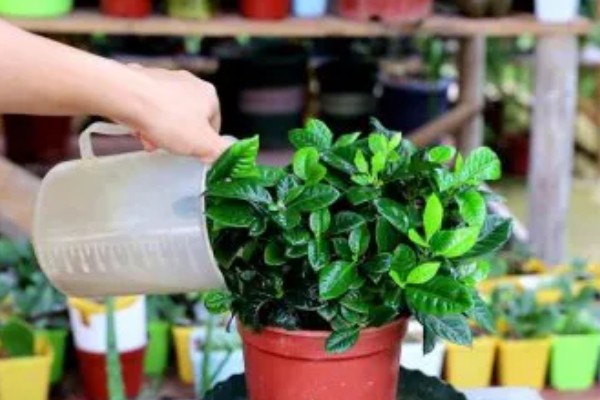 春天怎么养栀子花,每隔半个月施加一次肥料