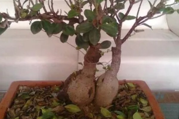 人参榕春天掉叶子的原因及处理方法,可能是气温低所致