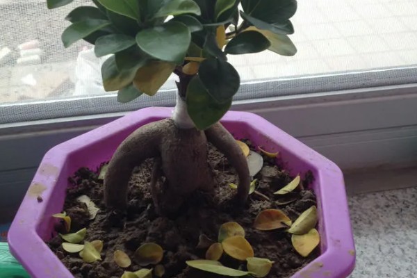 人参榕春天掉叶子的原因及处理方法,可能是气温低所致