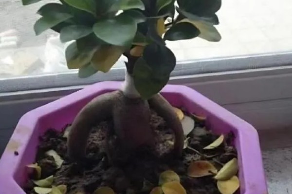 人参榕春天掉叶子的原因及处理方法,可能是气温低所致