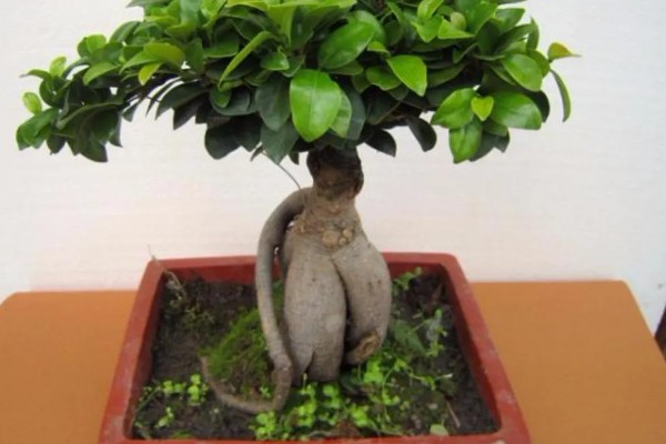 人参榕春天掉叶子的原因及处理方法,可能是气温低所致