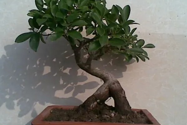 人参榕春天掉叶子的原因及处理方法,可能是气温低所致