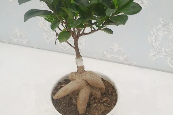 人参榕春天掉叶子的原因及处理方法,可能是气温低所致