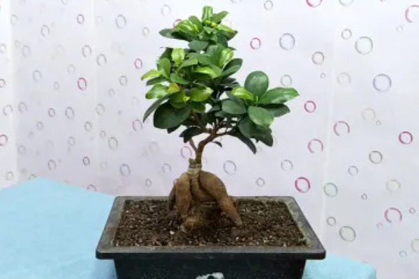 人参榕春天掉叶子的原因及处理方法,可能是气温低所致