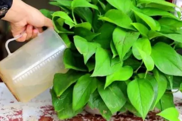 酱油能浇绿萝吗，酱油可以浇绿萝