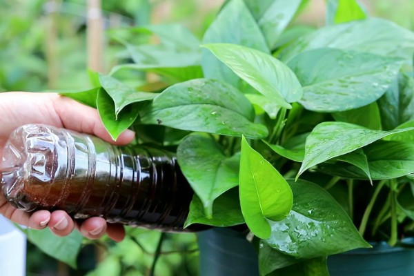 酱油能浇绿萝吗，酱油可以浇绿萝