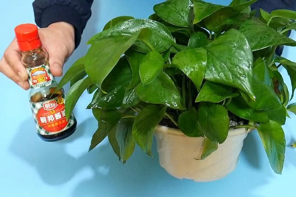 酱油能浇绿萝吗，酱油可以浇绿萝