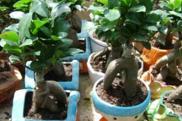 人参榕春天掉叶子的原因及处理方法,可能是气温低所致