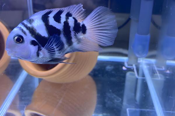 鹦鹉鱼打架的处理办法，可以更换鱼缸