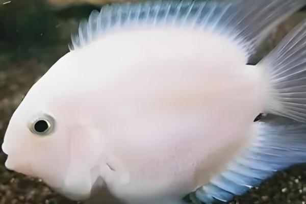 鹦鹉鱼打架的处理办法，可以更换鱼缸