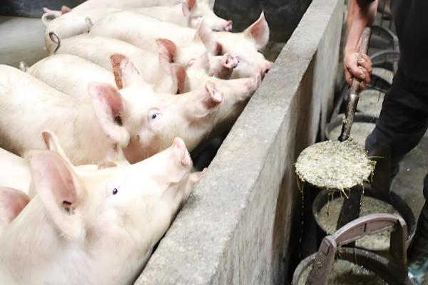 养母猪喂什么东西，根据不同时期饲喂不同的饲料