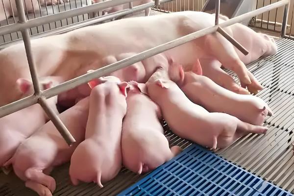 养母猪喂什么东西，根据不同时期饲喂不同的饲料