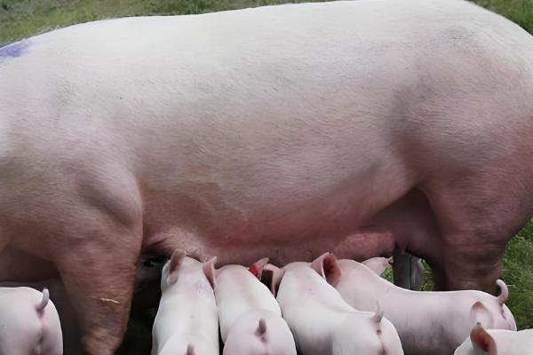 养母猪喂什么东西，根据不同时期饲喂不同的饲料
