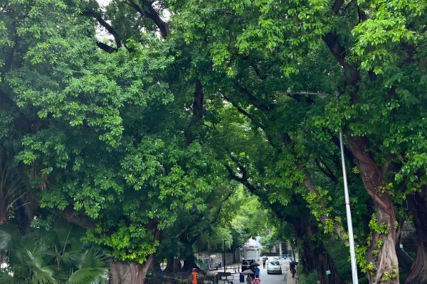 为什么榕树招鬼，民间有着“容树不容人”的说法