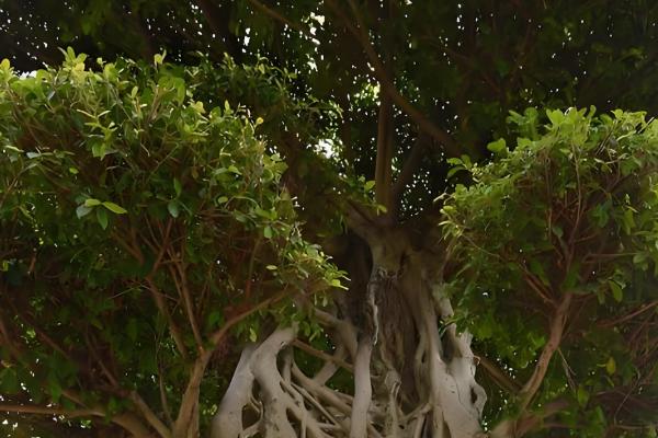 为什么榕树招鬼，民间有着“容树不容人”的说法