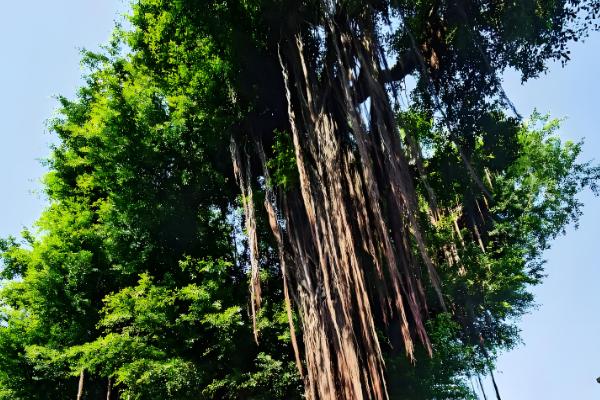 为什么榕树招鬼，民间有着“容树不容人”的说法