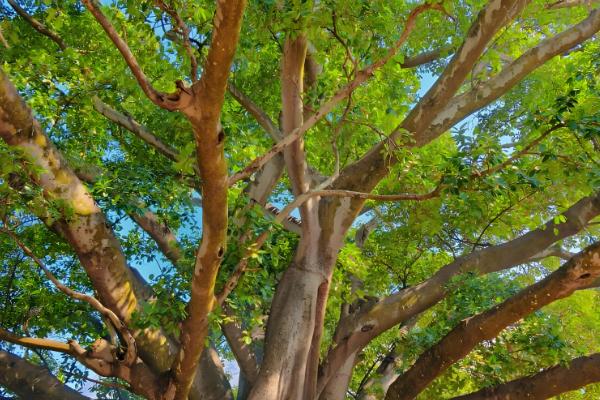 为什么榕树招鬼，民间有着“容树不容人”的说法