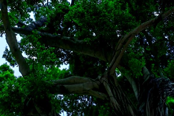 为什么榕树招鬼，民间有着“容树不容人”的说法