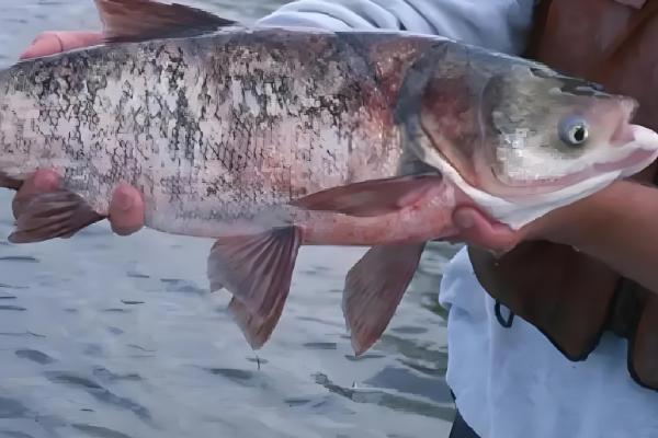 秋季钓鲢鳙饵料能自制吗，可以自制饵料