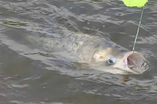 秋季钓鲢鳙饵料能自制吗，可以自制饵料