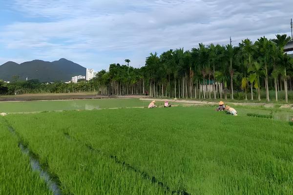如何化学防治秧田青苔,可以用硫酸铜防治