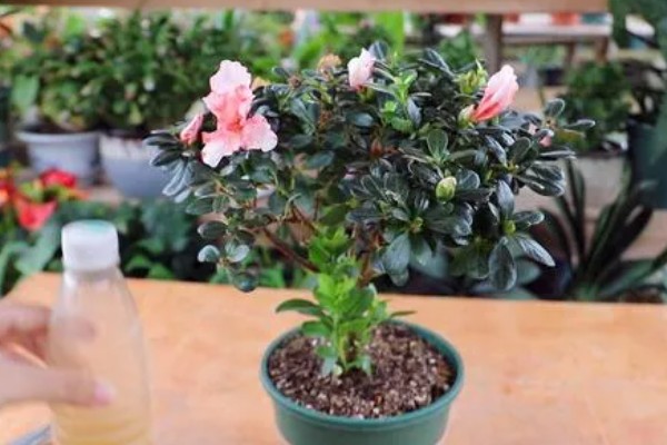 杜鹃花不开花的原因及解决方法,可能是空气干燥所致