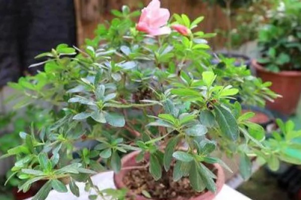 杜鹃花不开花的原因及解决方法,可能是空气干燥所致