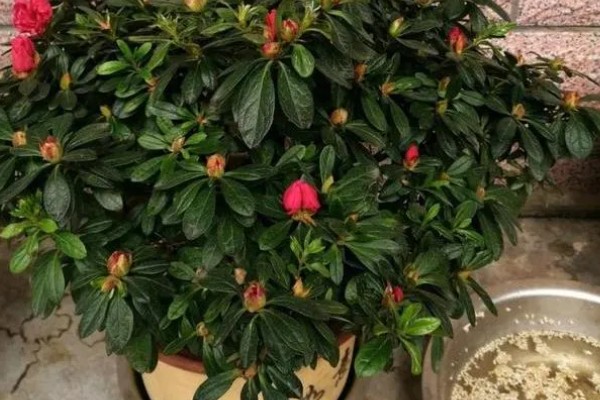 杜鹃花不开花的原因及解决方法,可能是空气干燥所致