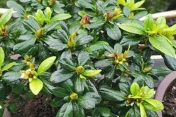 杜鹃花不开花的原因及解决方法,可能是空气干燥所致