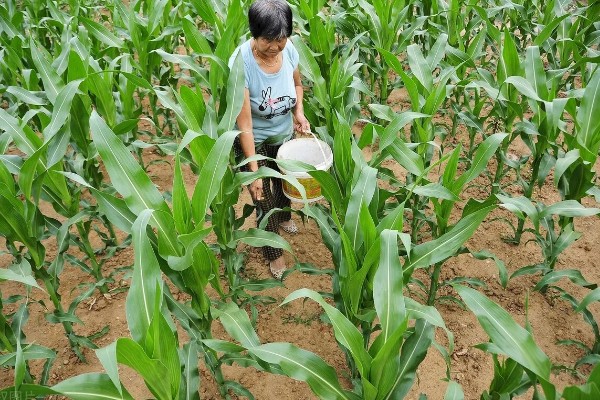 玉米抽雄和吐丝期的田间管理技术，要根据情况适当追肥