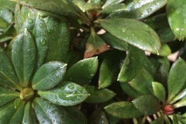 杜鹃花不开花的原因及解决方法,可能是空气干燥所致